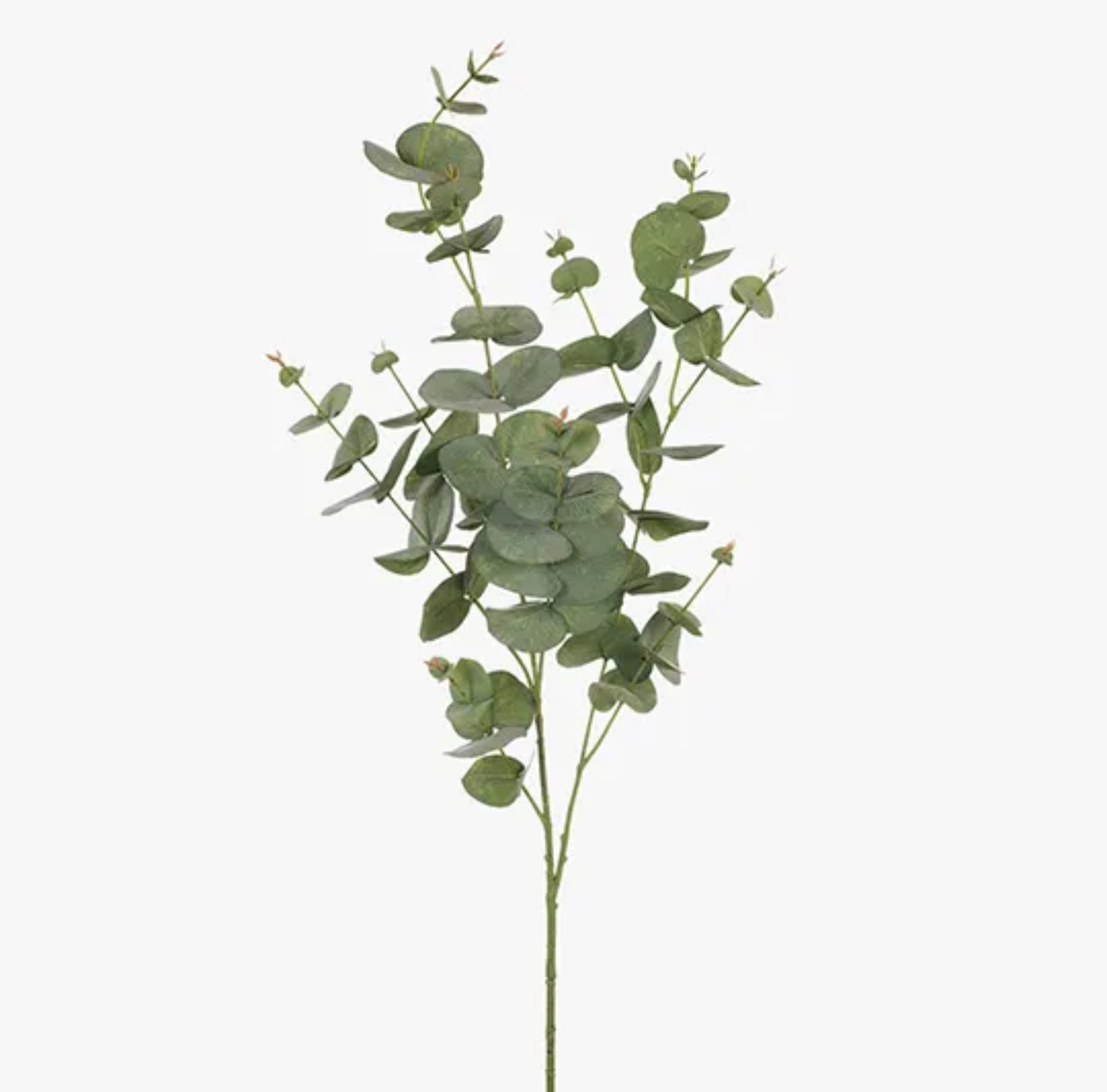 Freshen up any space with this green Eucalyptus Silver Dollar foliage